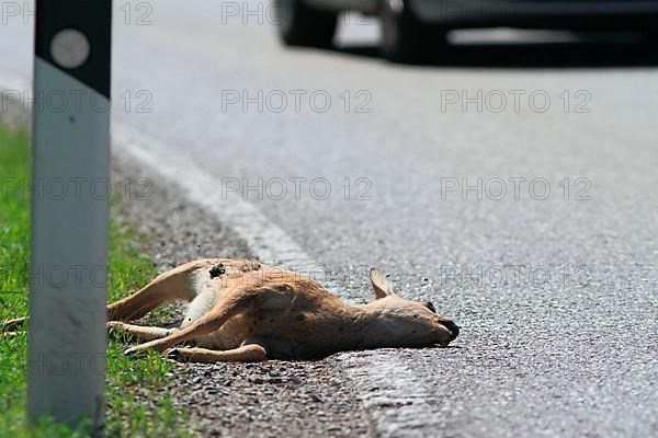 Roe deer