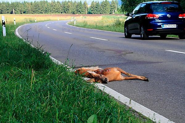 Roe deer