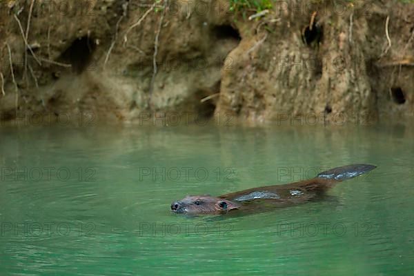 European beaver