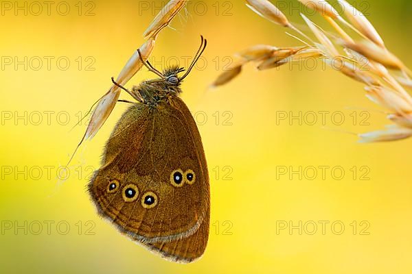 Ringlet