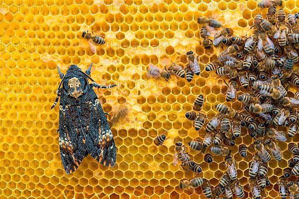 Death's-head hawk moth in hive