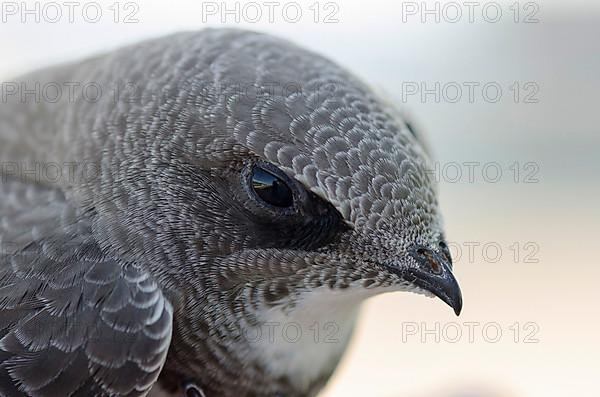 Alpine Swift