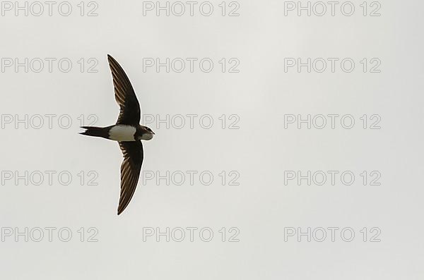 Alpine Swift