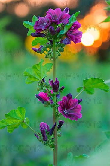 Common mallow