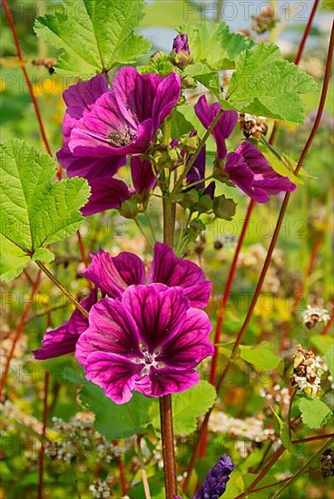 Common mallow