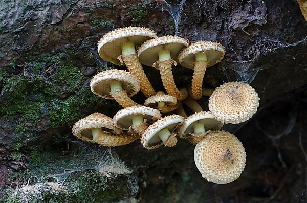 Pholiota squarrosa