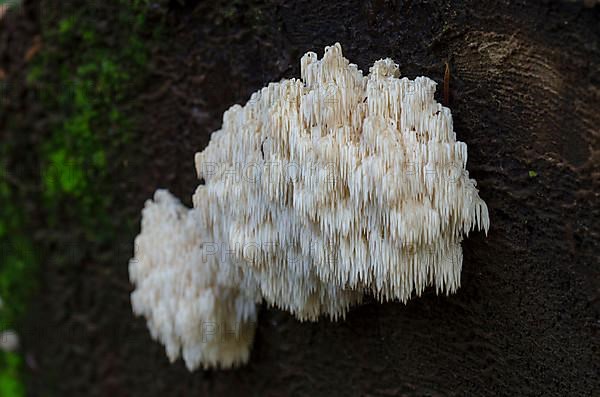 Fir spiny beard