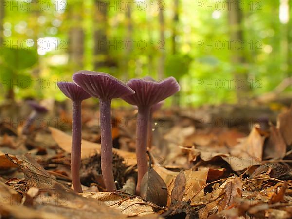 Amethyst Blue Varnish Funnels