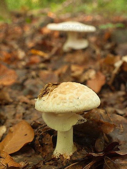 False death cap