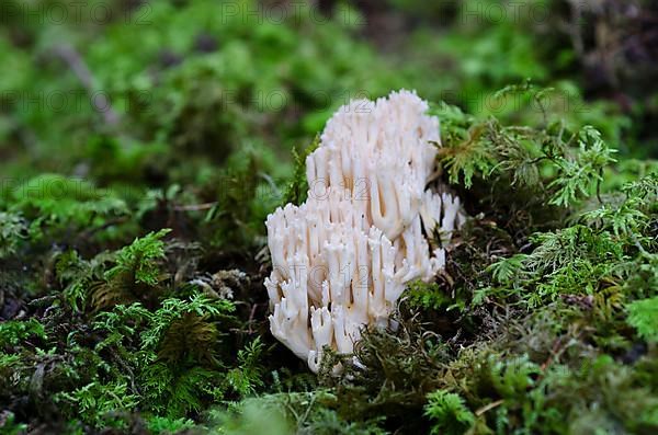 Pale belly coral