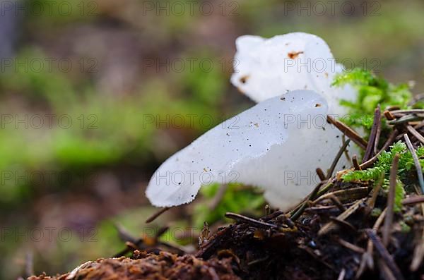 Pseudohydnum gelatinosum