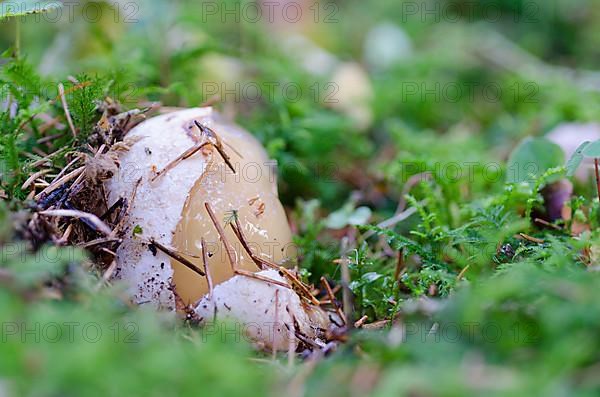 Common stinkhorn