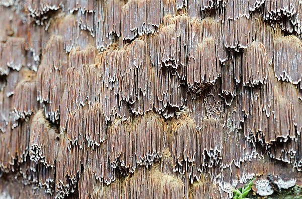 Multifaceted Schillerporling