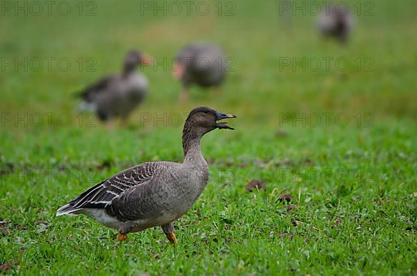 Bean goose