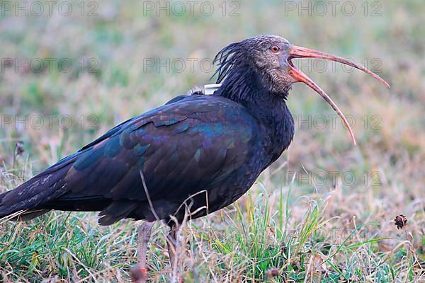 Bald Ibis with radio transmitter