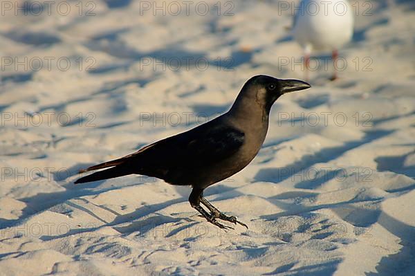 Glossy Crow