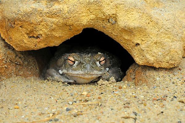 Colorado River Toad