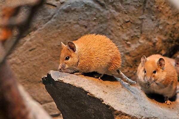 Golden spiny mouse