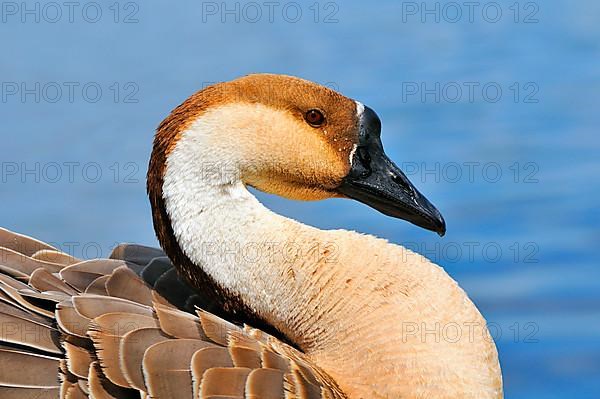 Swan Goose