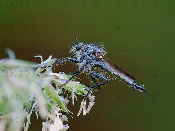 Mountain grey fly