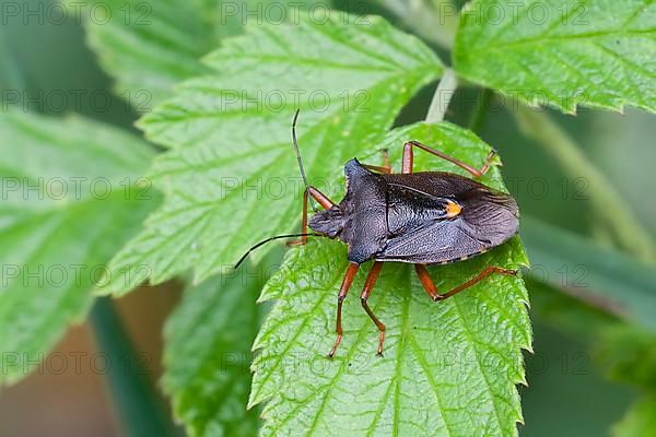 Red-legged tree bug