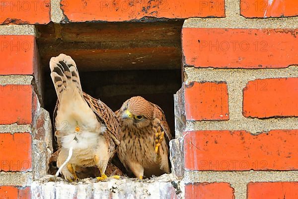 Young kestrels