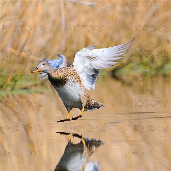 Gadwall