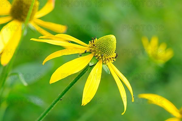 Slit-leaved coneflower