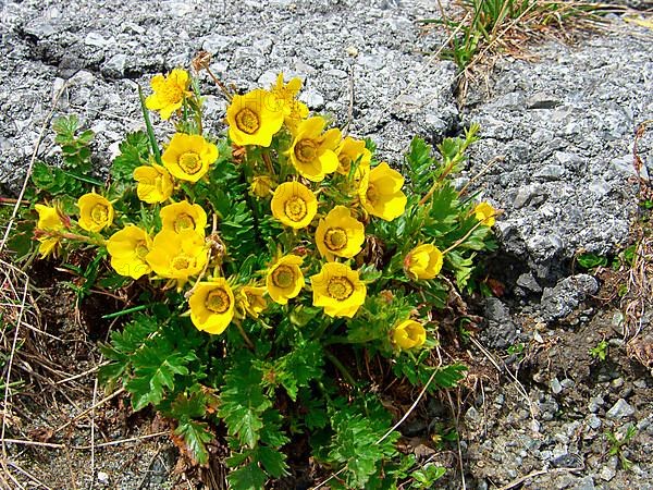 Mountain carnation root