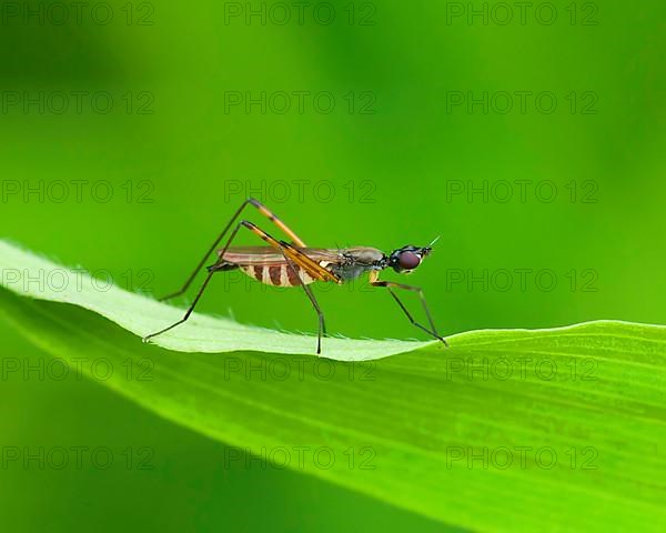 Stilt fly