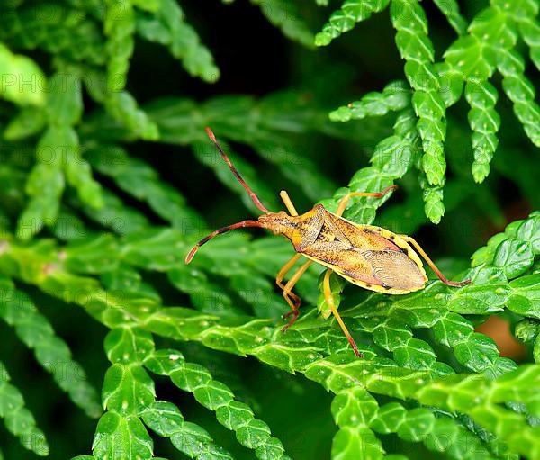 Juniper edge bug