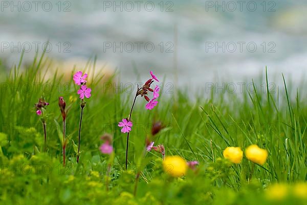 Red campion