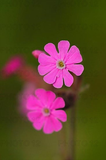 Red campion