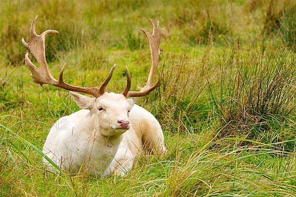 Fallow Deer