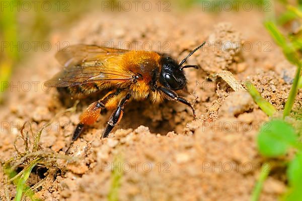 Common sand bee