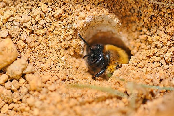 Common sand bee