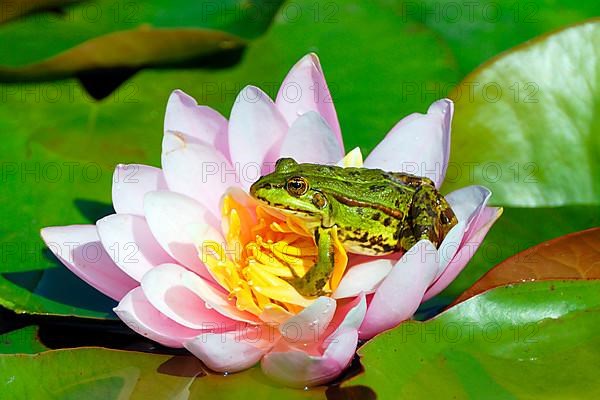 Edible Frog on water lily