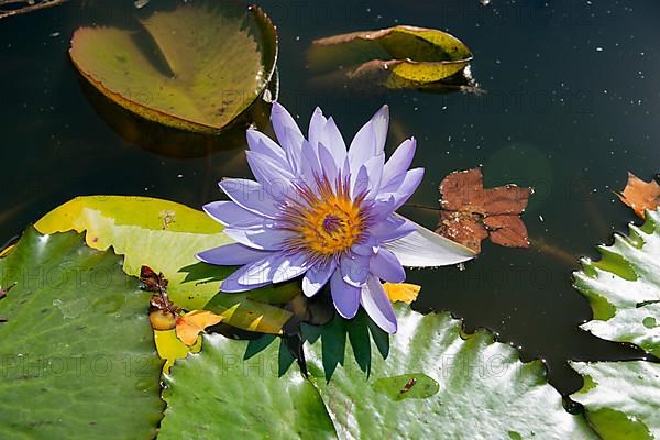 Water Lily