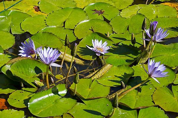 Water Lily