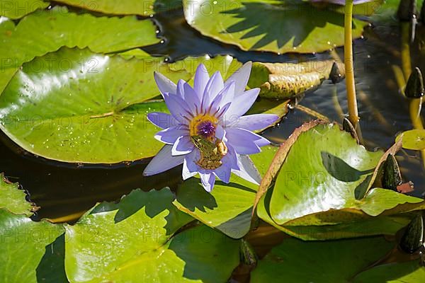 Water Lily