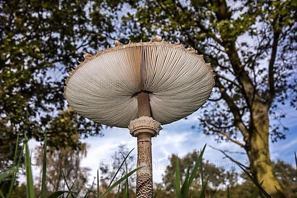 Parasol mushroom