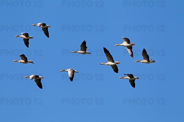 Greylag geese