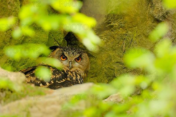 Eagle owl