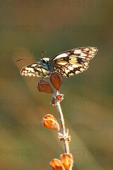 Checkered butterfly