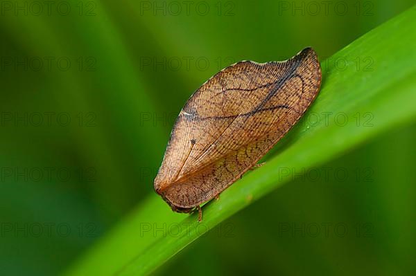 (Drepanepteryx phalaenoides)