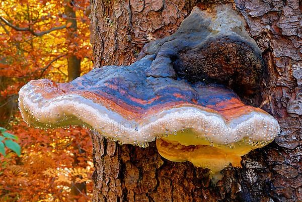 Red-edged agaric