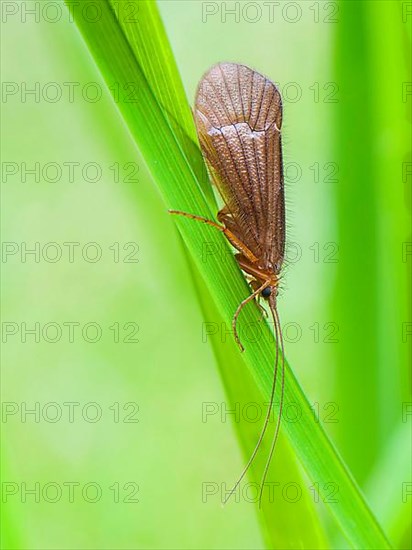 Caddis fly