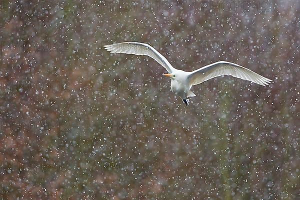 Great White Egret