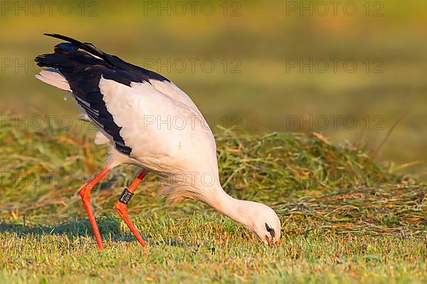 White stork