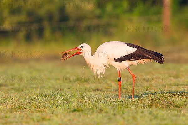 White stork